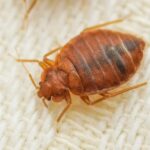 Cara Mencuci Kasur Dari Kutu Busuk