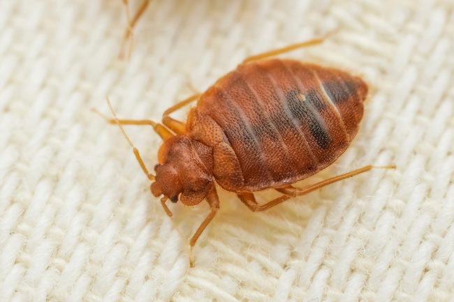 Cara Mencuci Kasur Dari Kutu Busuk
