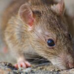 Cara Menemukan Bangkai Tikus Yang Membusuk Di Rumah