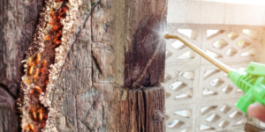 Cara Mengatasi Rayap Pada Rumah Kayu