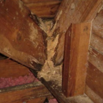 Suara Rayap Makan Kayu: Seperti Apa dan Cara Memastikannya Cara Mengatasi Rayap di Pintu Kayu