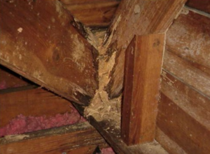 Cara Mengatasi Rayap di Pintu Kayu