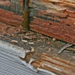 Cara Menghindari Agar Rayap Tidak Menyerang Kayu Kusen Jendela Rumah