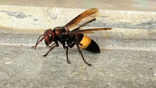Cara Mengusir Lebah di Ventilasi Rumah dengan Aman