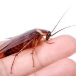 Mengatasi Kecoa Terbang Di Rumah Agar Tidak Muncul Dan Menyebar Lagi Mengatasi Kecoa Terbang Di Rumah