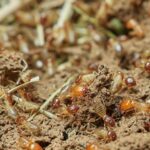 Mengatasi Lalat Masuk Rumah Terus