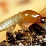 Close-up of a termite soldier or similar insect with a brown head and large curved jaws on a rocky surface.