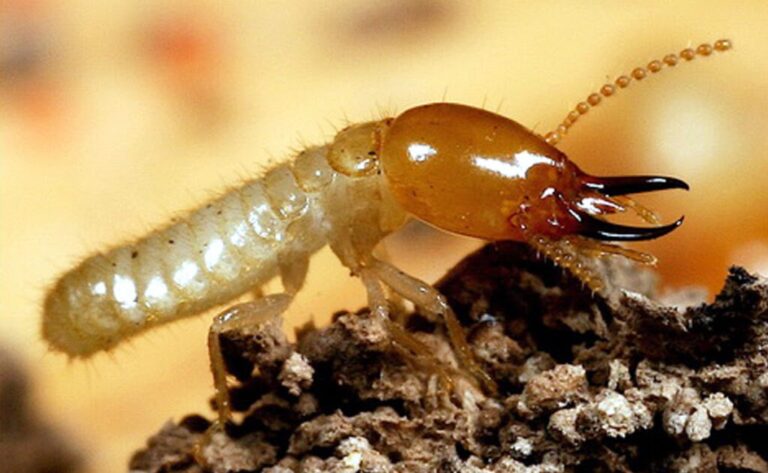 Close-up of a termite soldier or similar insect with a brown head and large curved jaws on a rocky surface.