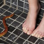 Penyebab Ular Sering Muncul di Rumah