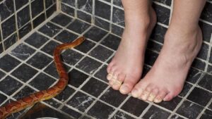 Penyebab Ular Sering Muncul di Rumah