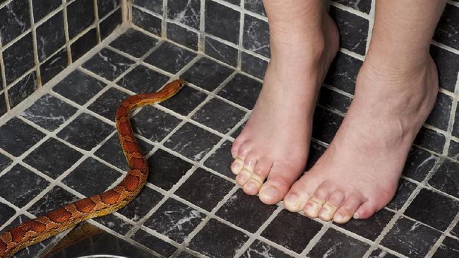 Penyebab Ular Sering Muncul di Rumah