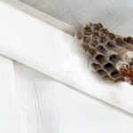 Cara Mengusir Lebah yang Sering Masuk Rumah