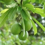 Buah bintaro berwarna hijau menggantung di pohon beserta daunnya