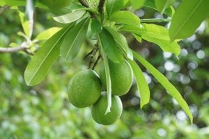 Buah bintaro berwarna hijau menggantung di pohon beserta daunnya