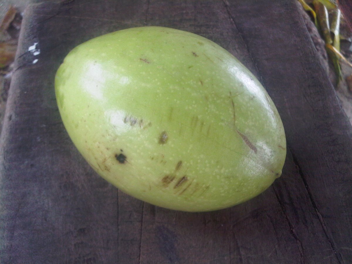 Satu buah bintaro utuh berwarna hijau kekuningan yang jatuh dari pohon