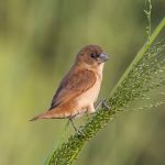 Burung pipit bondol bertengger