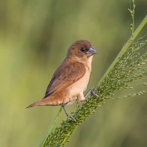 Burung pipit bondol bertengger