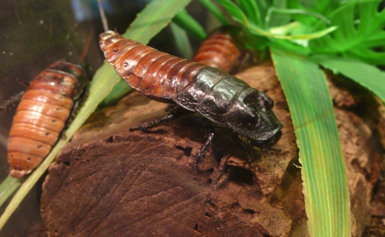 Kecoa madagaskar dewasa berwarna cokelat mengkilap tanpa sayap