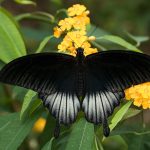 Kupu-kupu Papilio dewasa membentangkan sayap