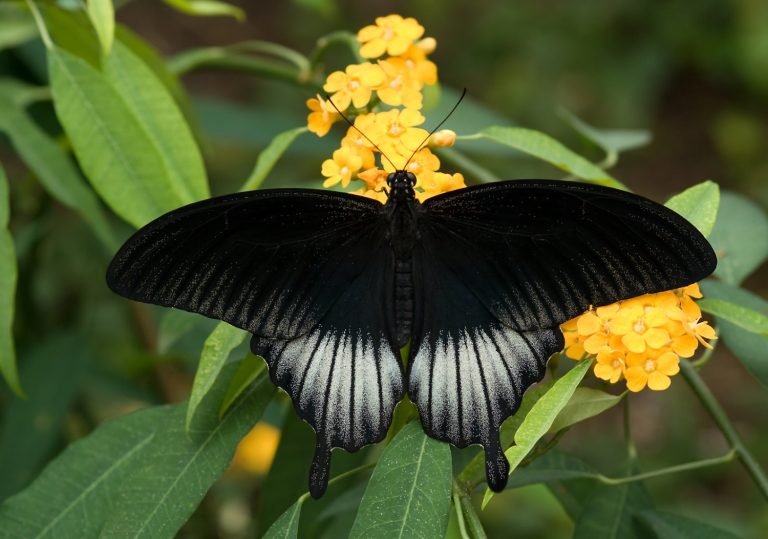 Kupu-kupu Papilio dewasa membentangkan sayap