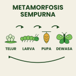 Tahapan metamorfosis sempurna: telur, larva, pupa, dewasa